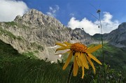 87 Arnica. ( o altro fiore)..per la Corna Piana